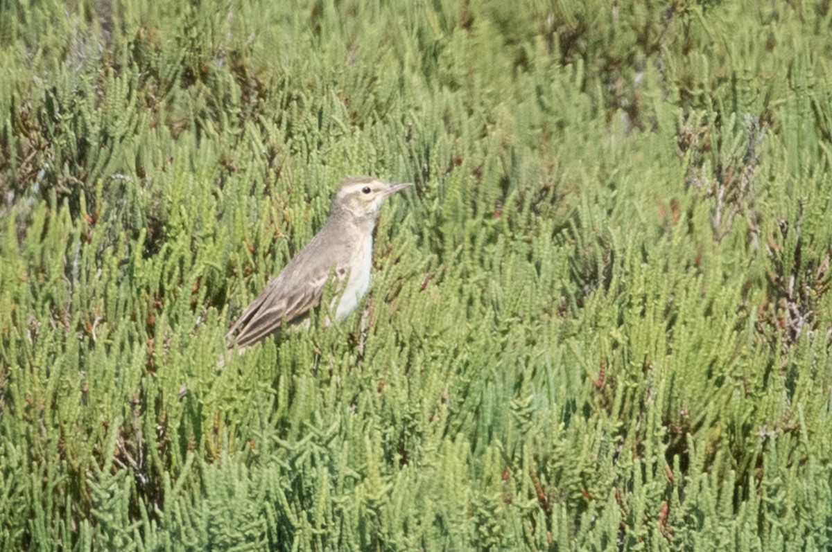 Tawny Pipit - ML156875311