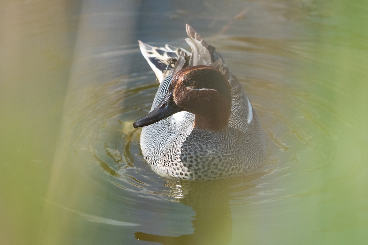 Green-winged Teal - ML156875511