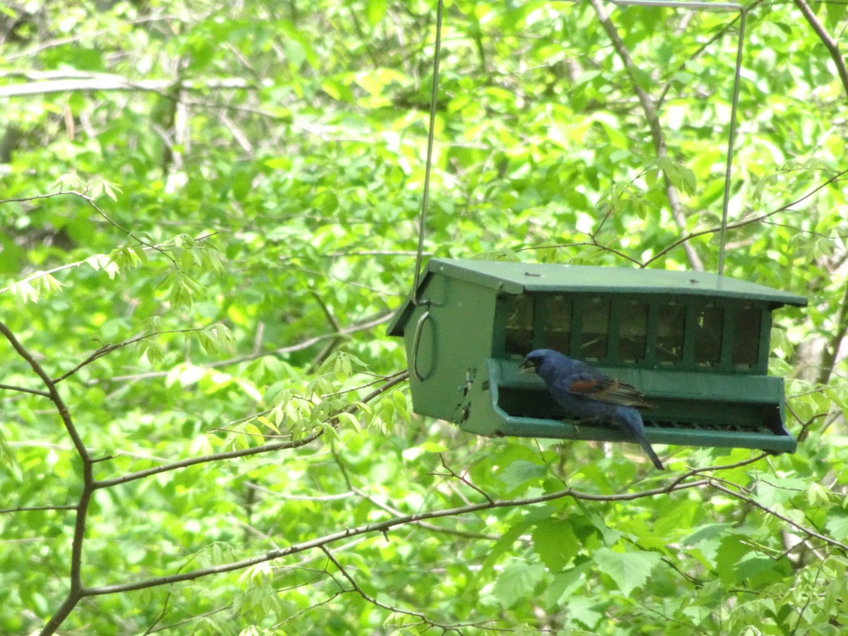 Blue Grosbeak - Stephen Chang