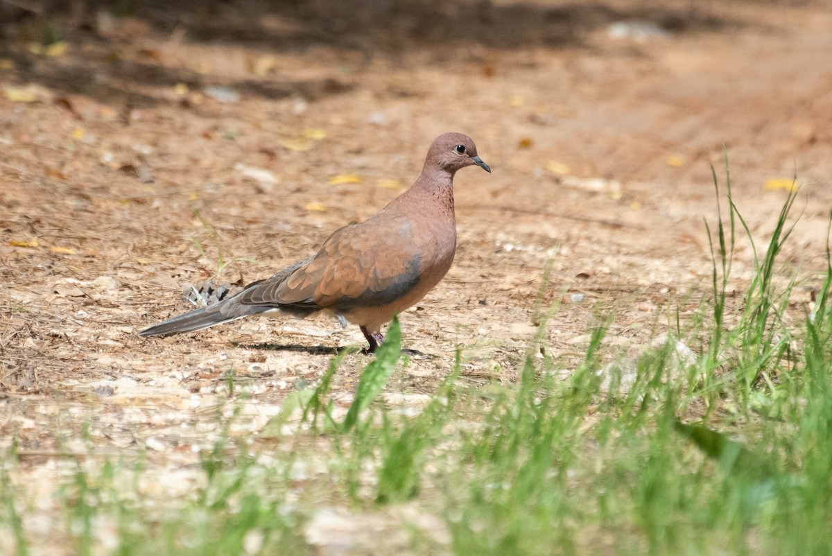 Laughing Dove - ML156876451