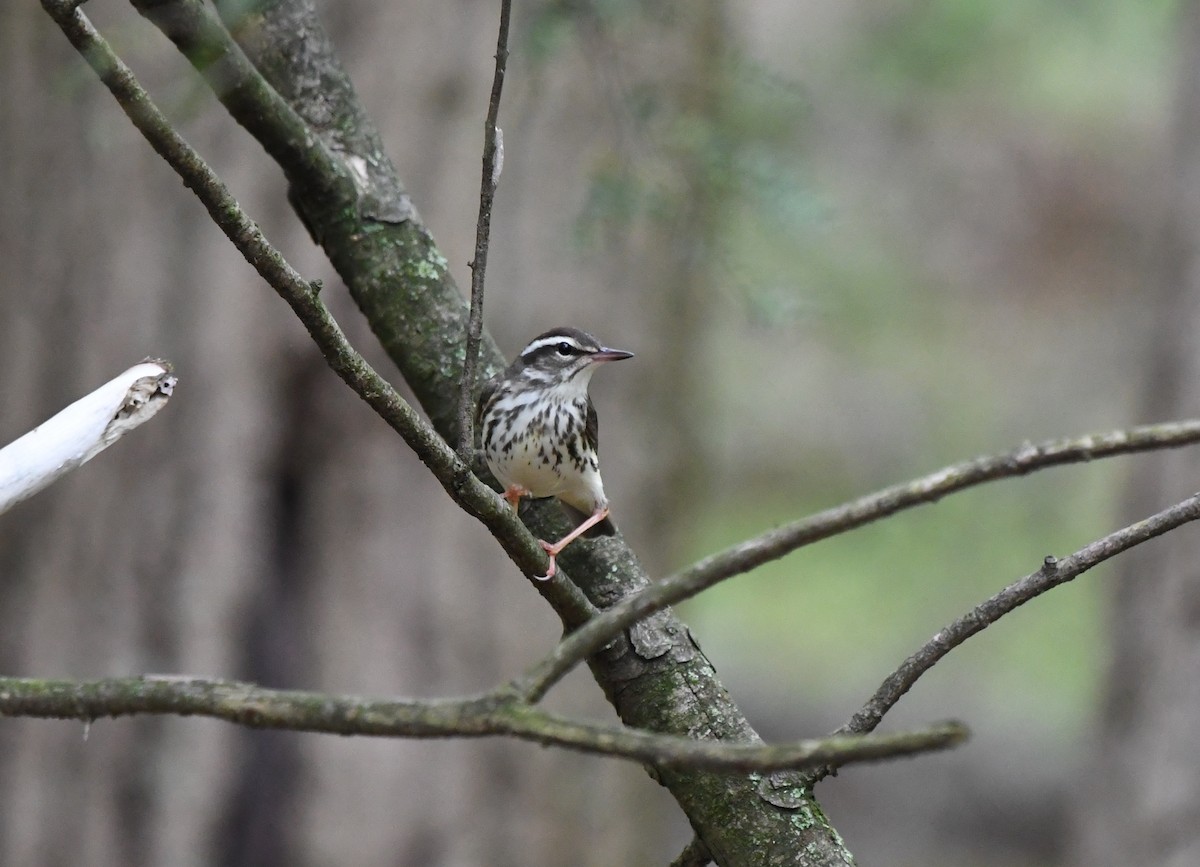 Louisiana Waterthrush - ML156876611