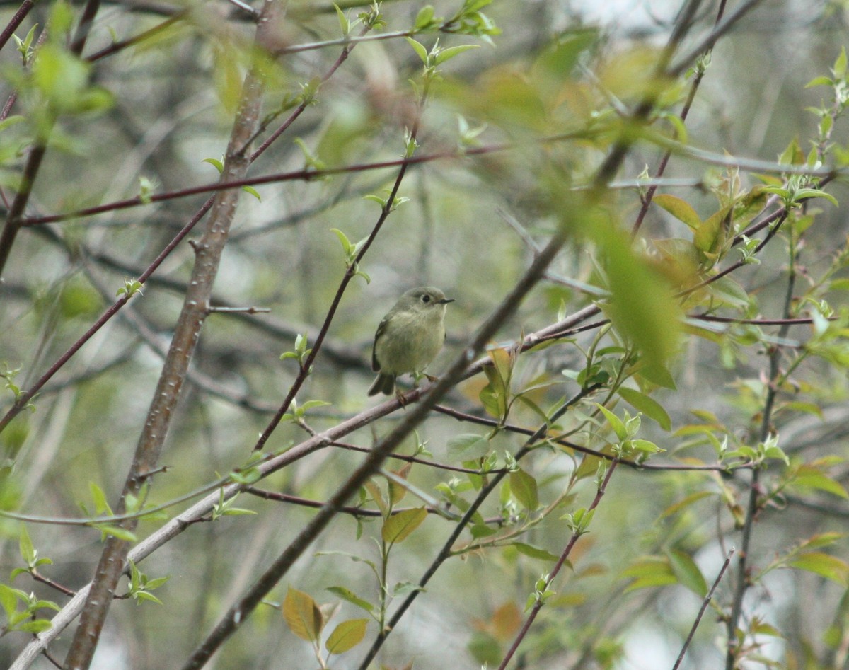 Ruby-crowned Kinglet - ML156878131