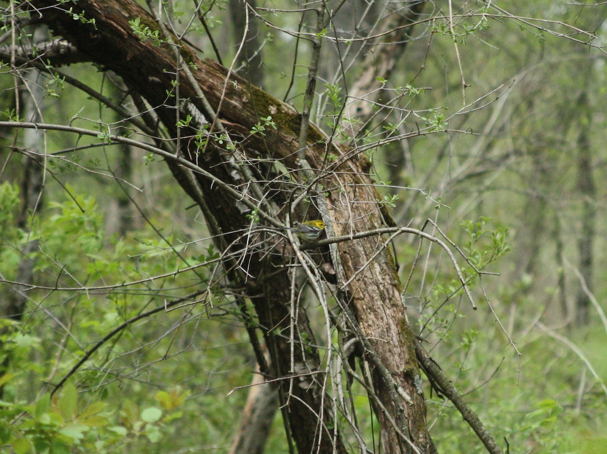 Black-throated Green Warbler - ML156878331