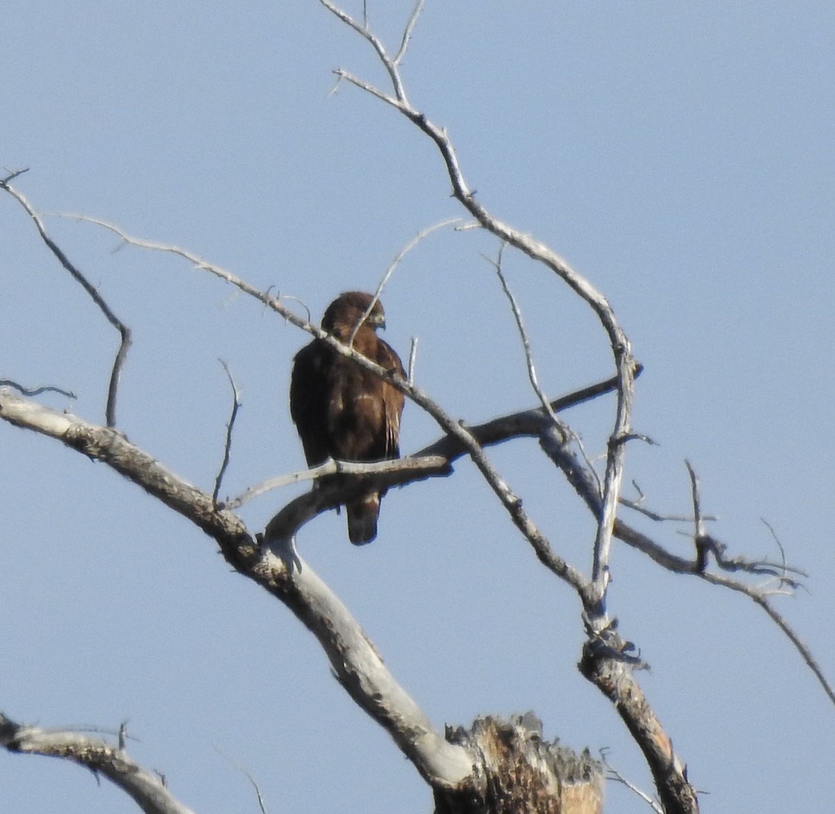 Broad-winged Hawk - ML156878561