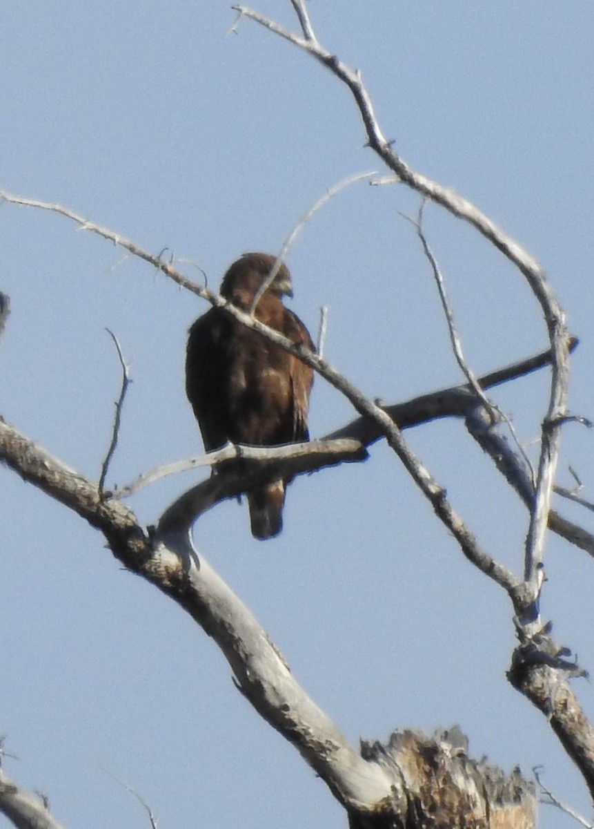 Broad-winged Hawk - ML156878601