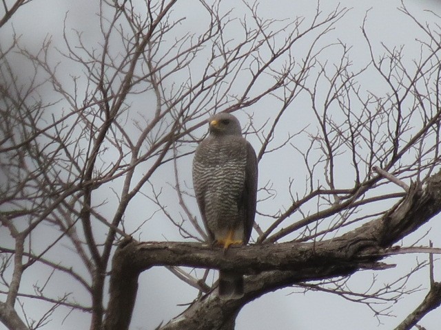 Gray Hawk - ML156879801