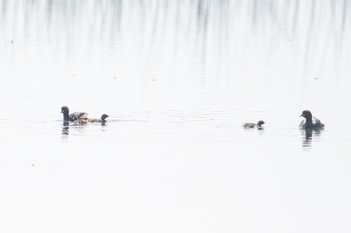 Little Grebe - ML156881211