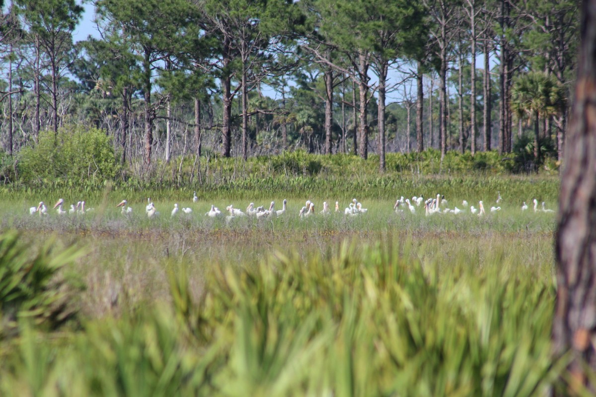 American White Pelican - ML156881391