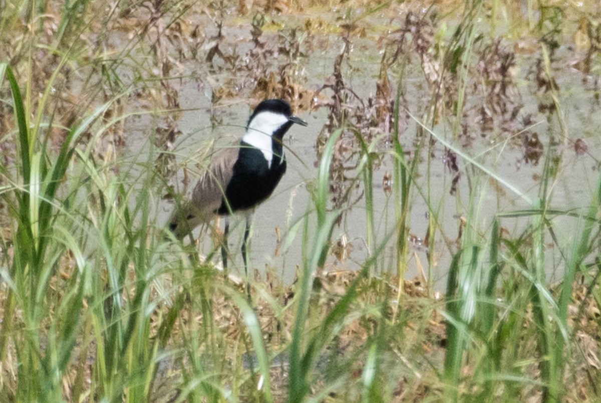 Spur-winged Lapwing - ML156881871