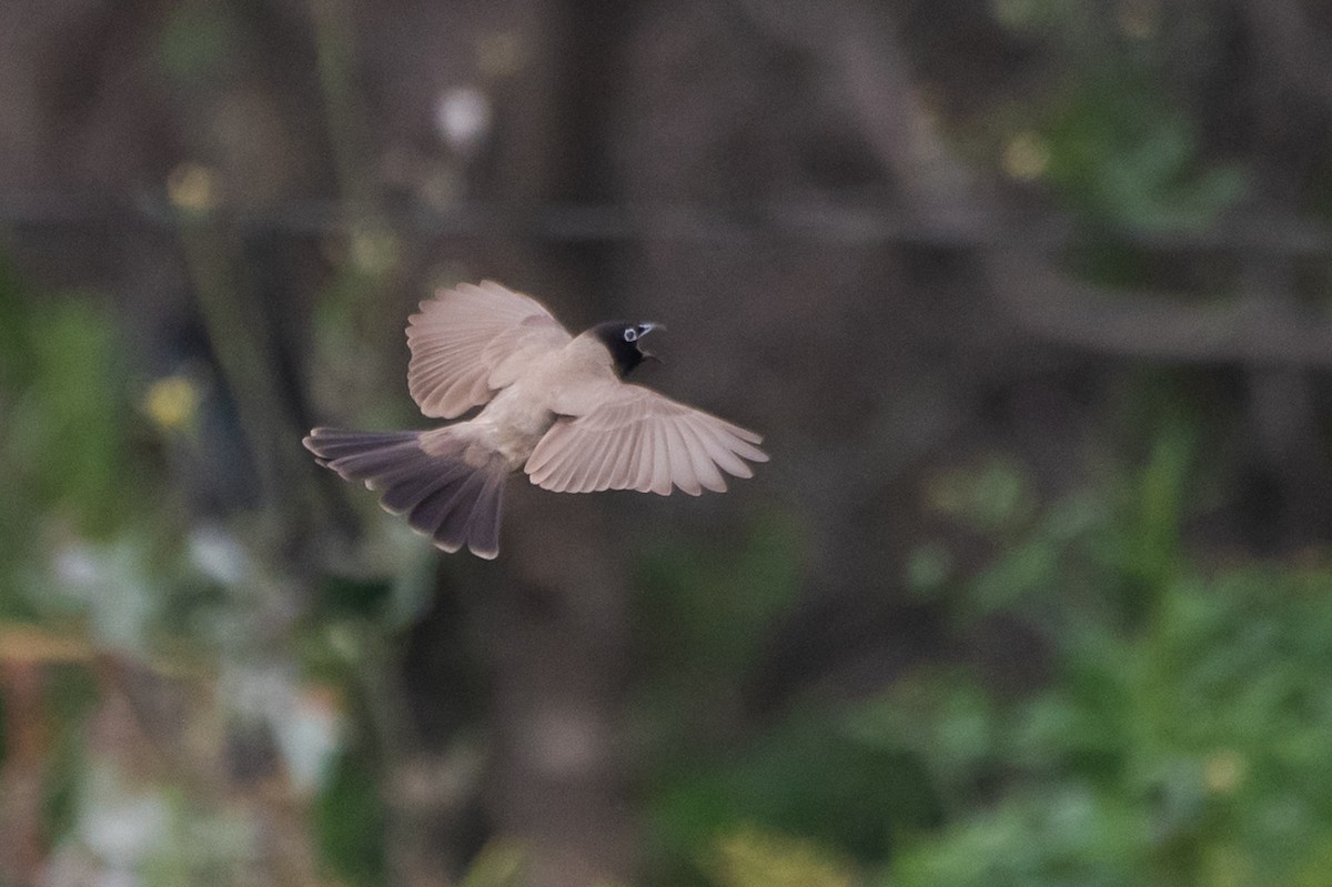 White-spectacled Bulbul - ML156882521