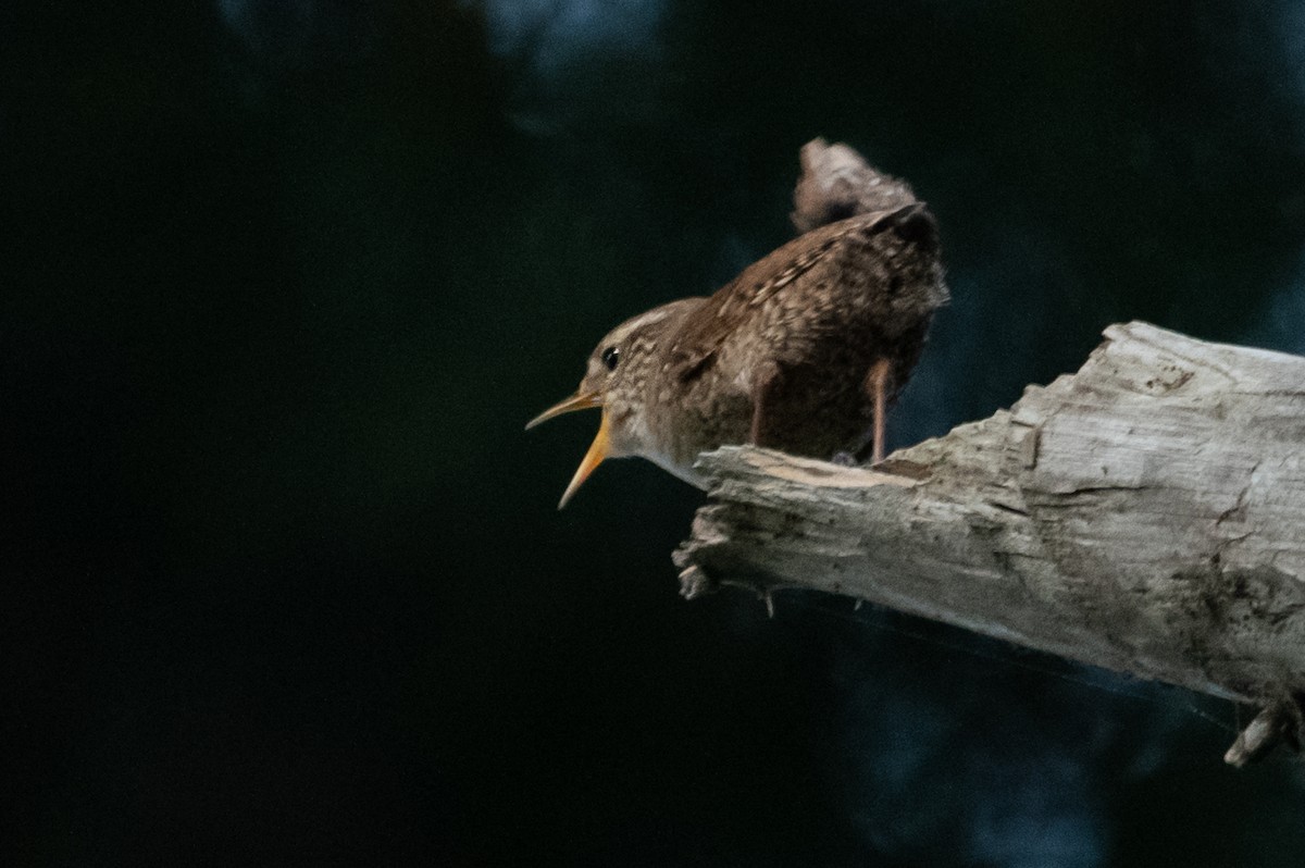 Eurasian Wren - ML156883321