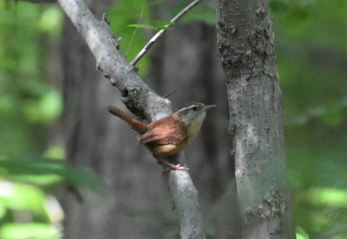 Carolina Wren - ML156884461