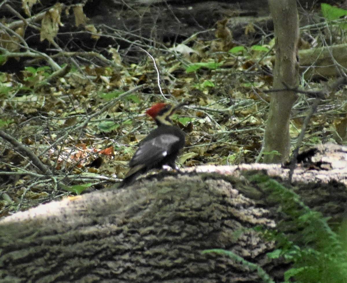 Pileated Woodpecker - ML156884551