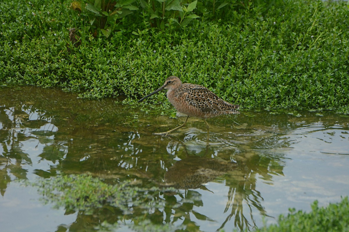 langnebbekkasinsnipe - ML156885031