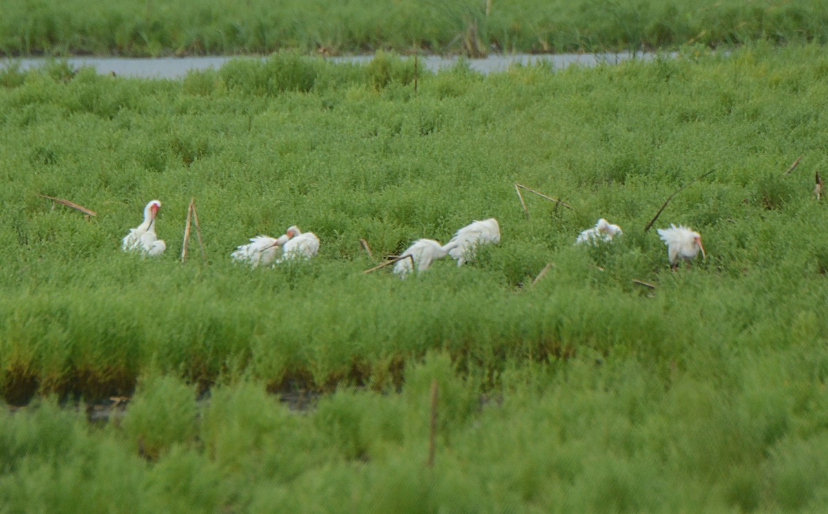 Ibis Blanco - ML156885921