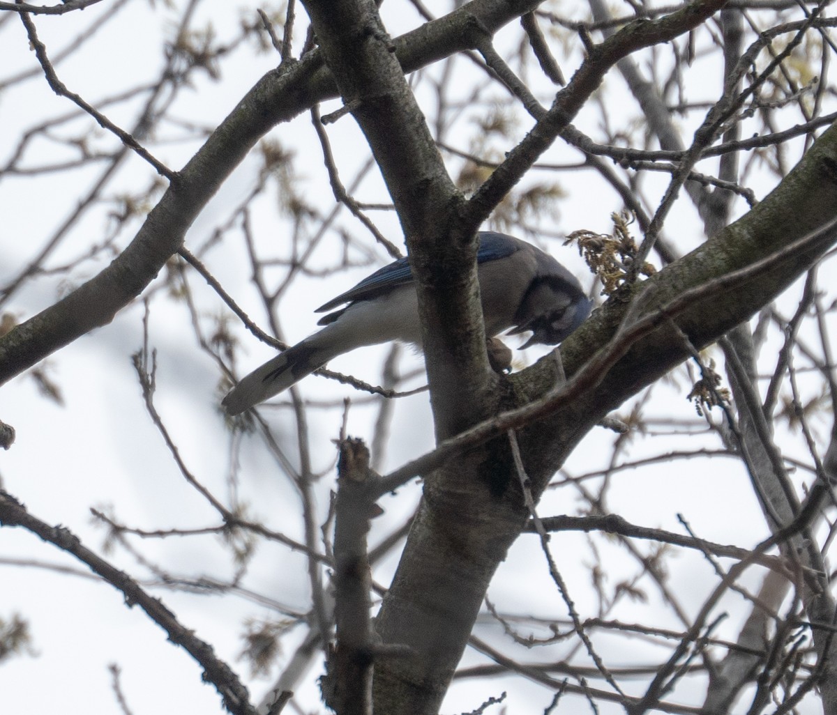 Blue Jay - ML156887061