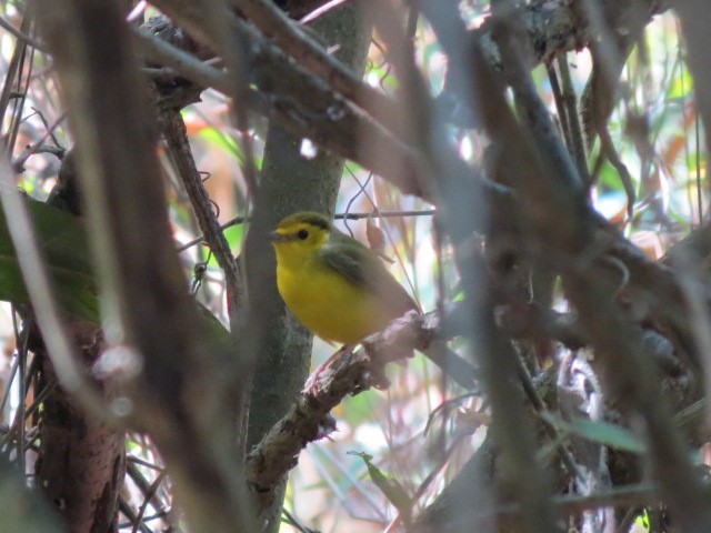 Hooded Warbler - ML156889721