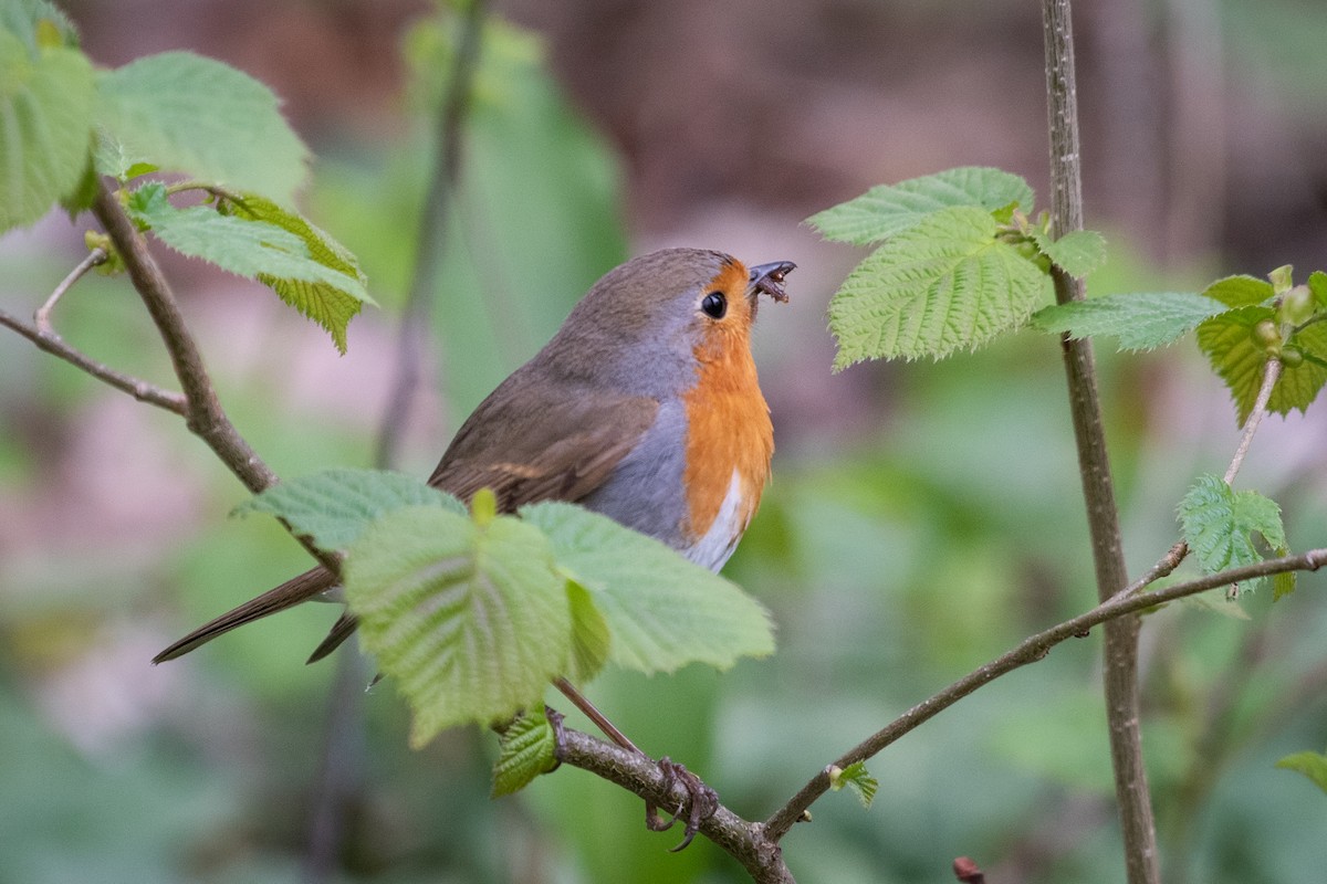 European Robin - ML156889791