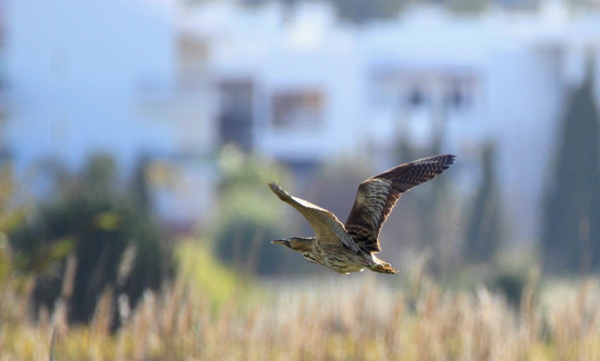 Great Bittern - ML156890111