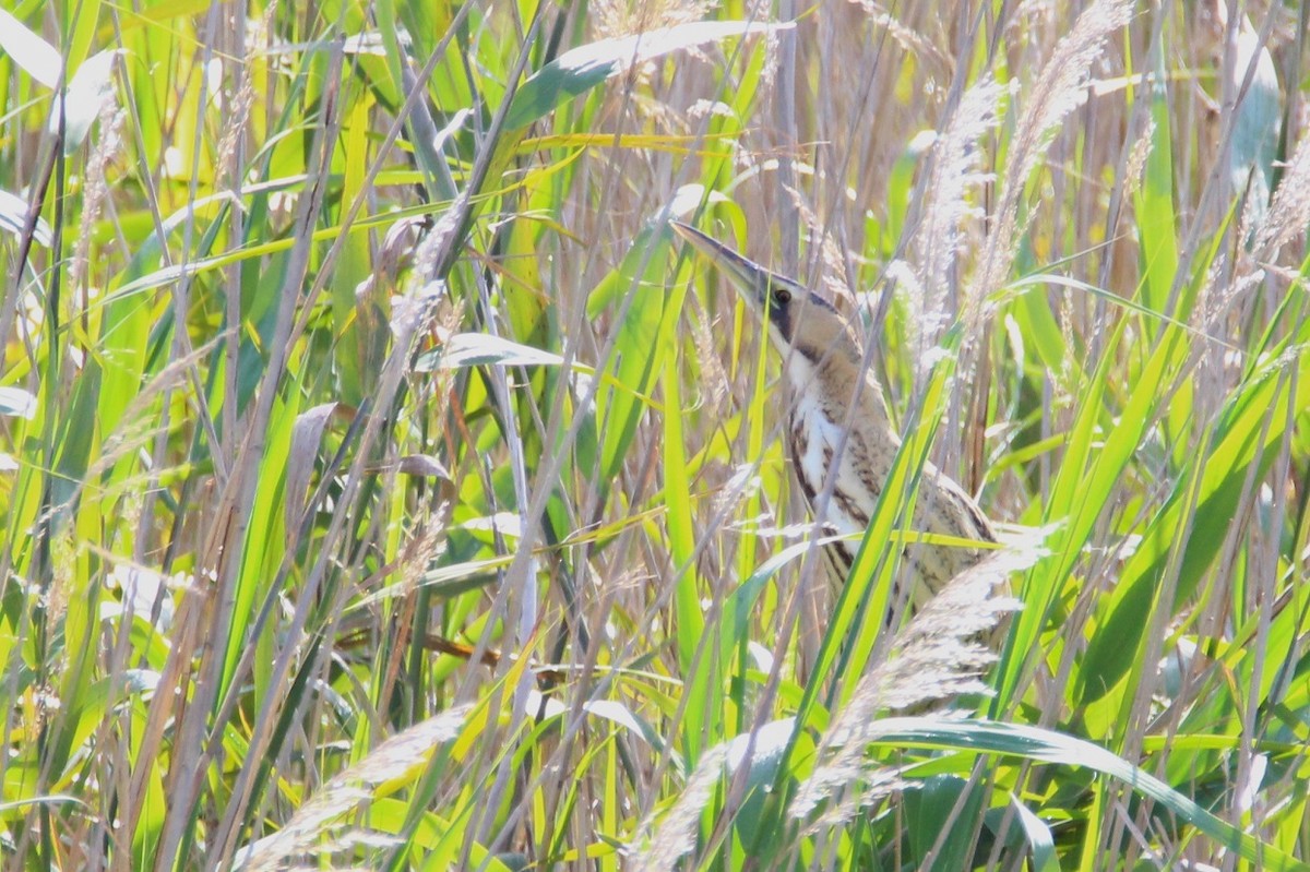 Great Bittern - ML156890121