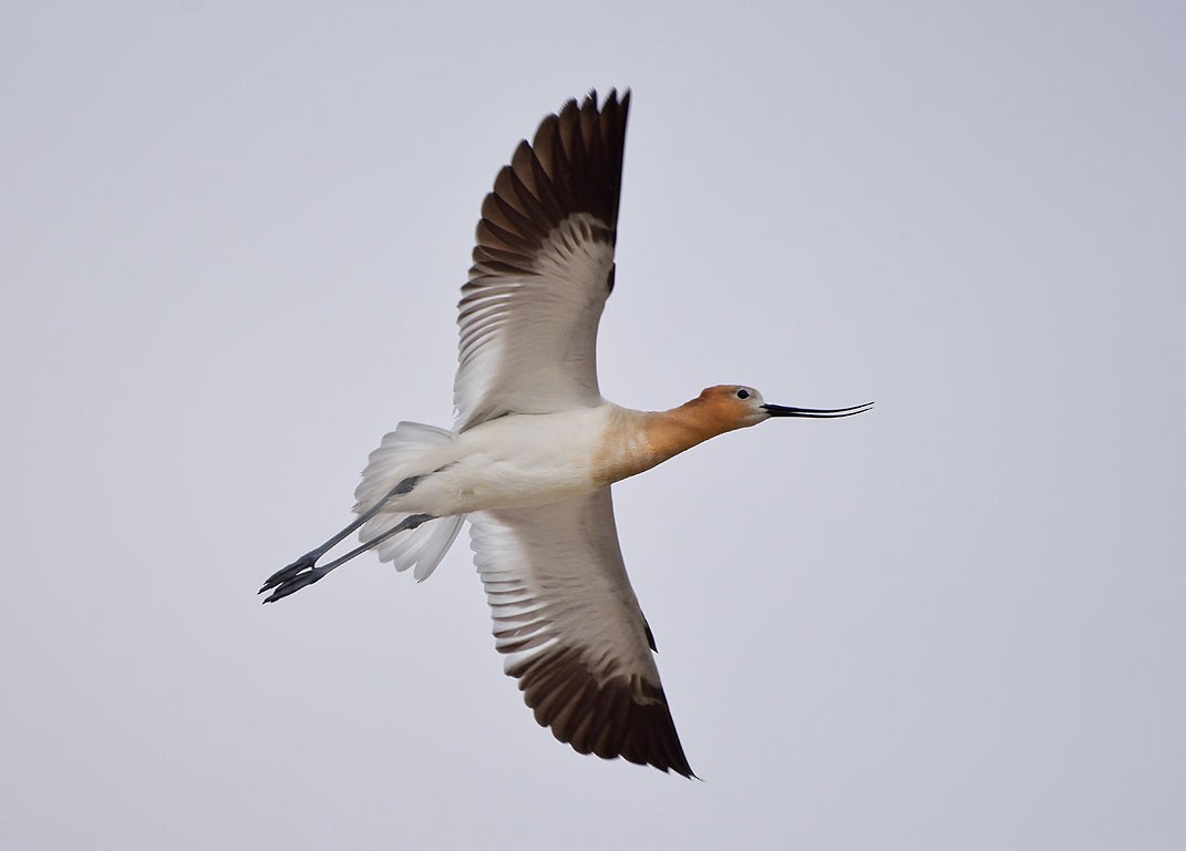 American Avocet - Ad Konings