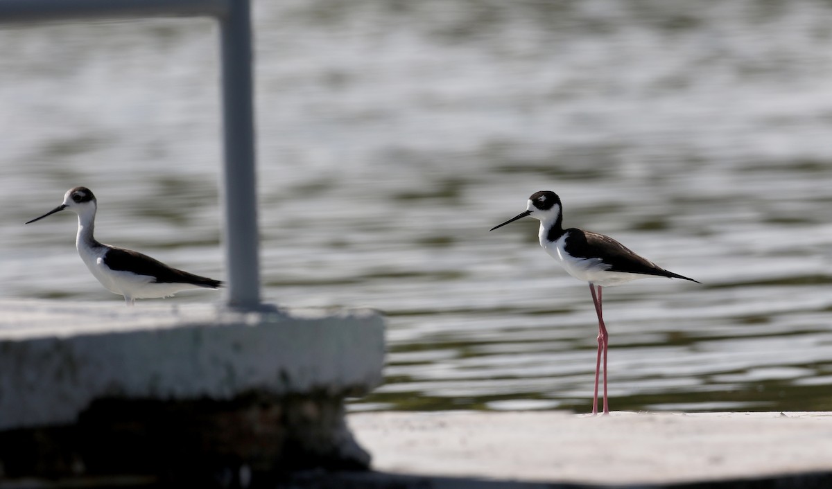 Black-necked Stilt (Black-necked) - ML156890731