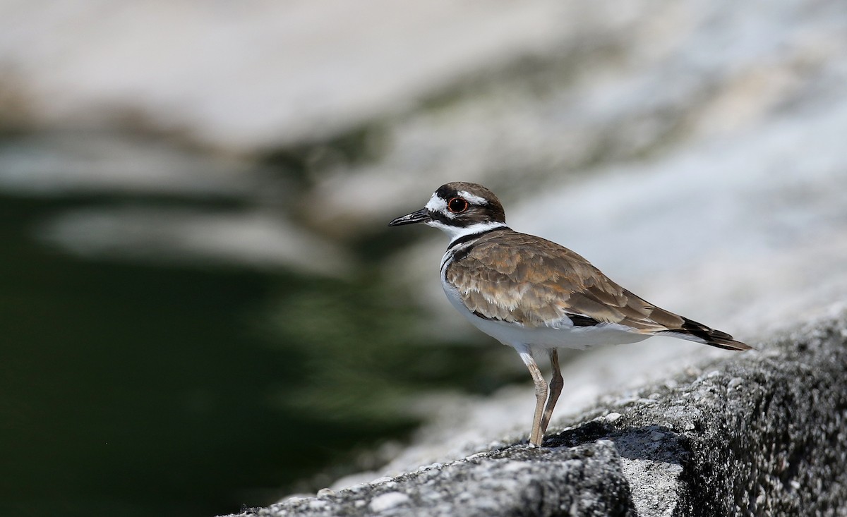 Killdeer - ML156890881