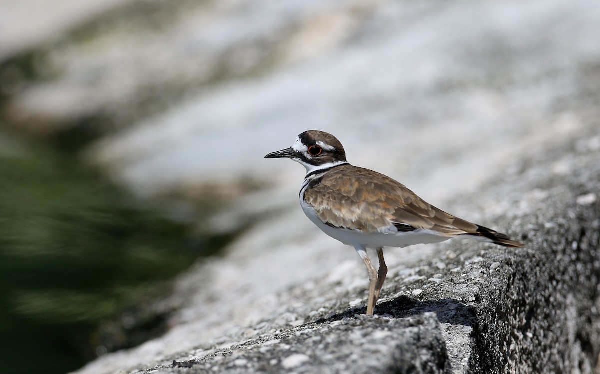 Killdeer - ML156890901