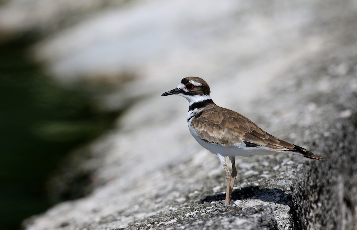 Killdeer - ML156891031