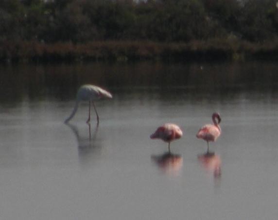 Lesser Flamingo - Nelson Fonseca