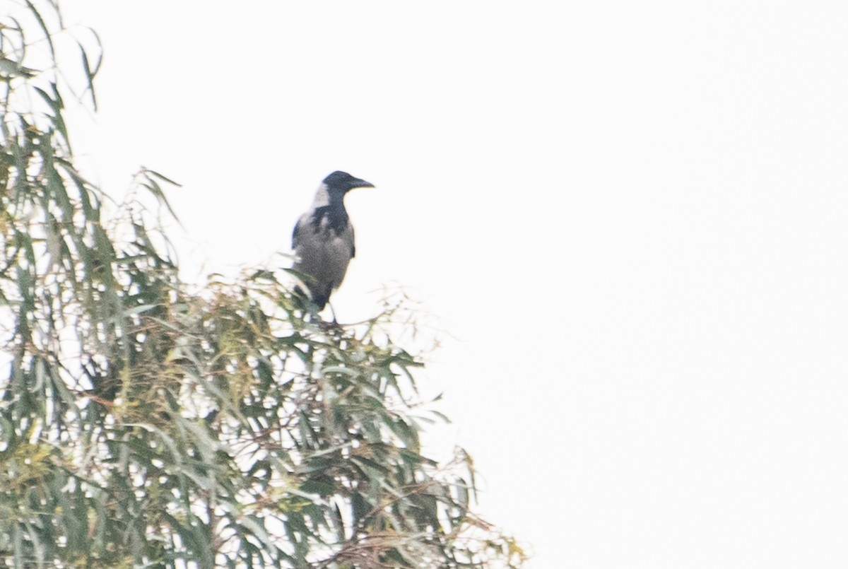 Hooded Crow - ML156892121