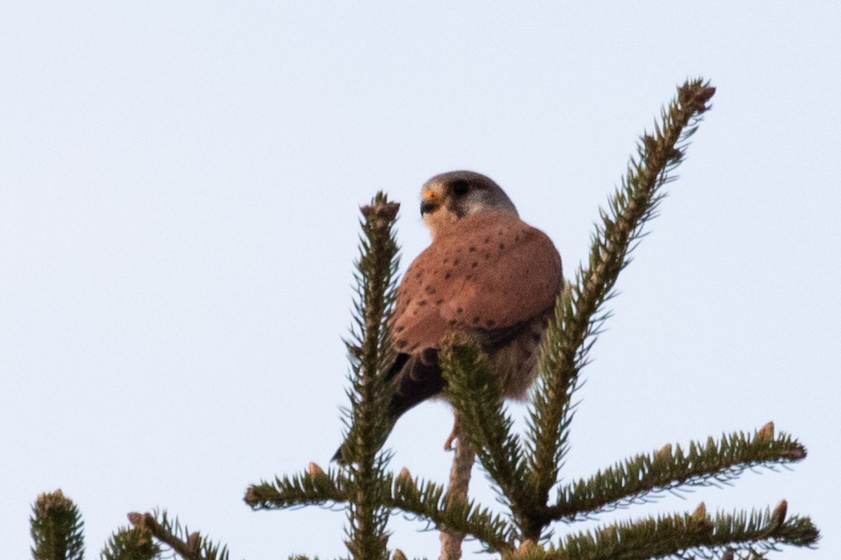 Eurasian Kestrel - ML156892951