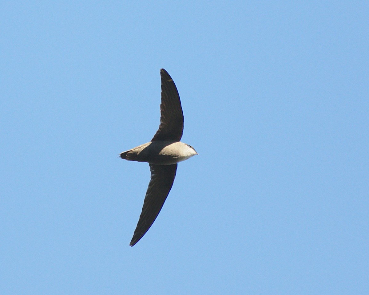 Chimney Swift - Severin Uebbing