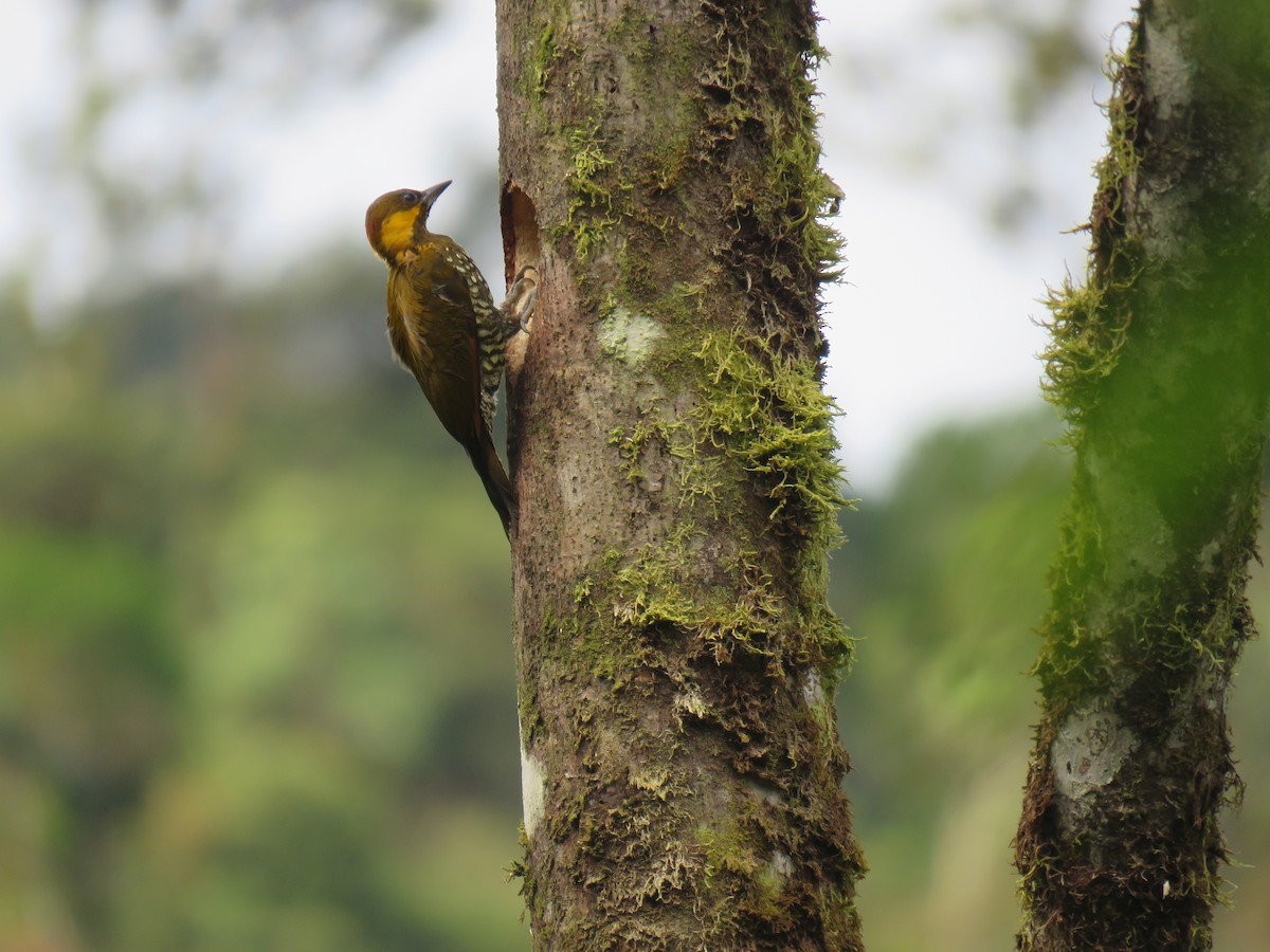 Lita Woodpecker - Jose Martinez De Valdenebro