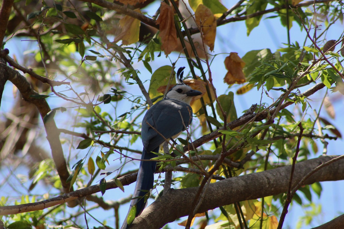 White-throated Magpie-Jay - ML156895821