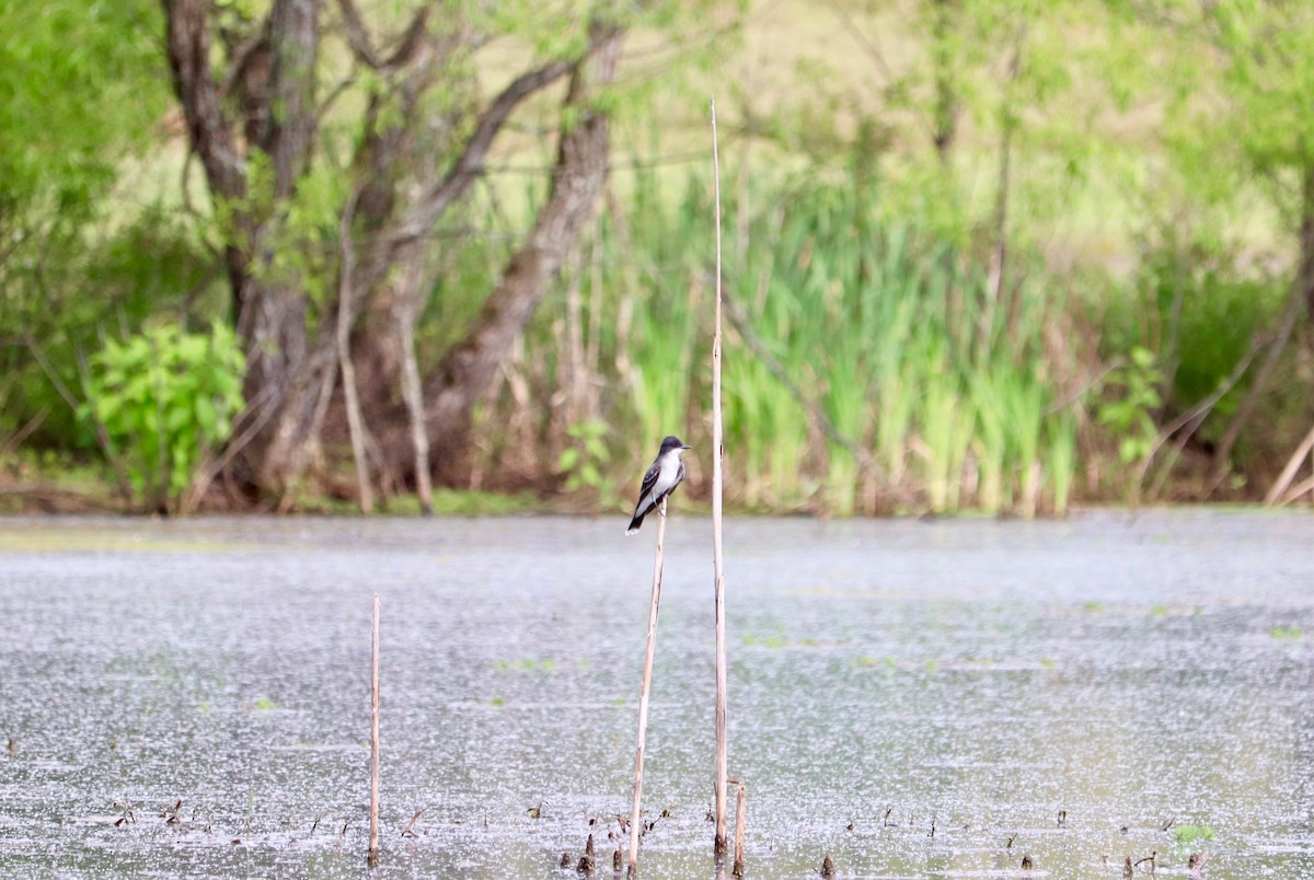 Eastern Kingbird - ML156897821