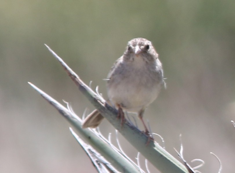 Cassin's Sparrow - Bill Deppe