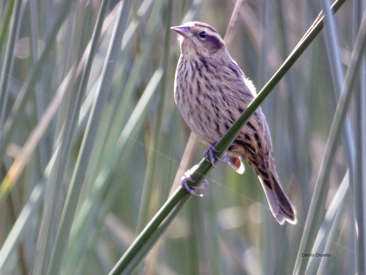 Yellow-winged Blackbird - ML156899611