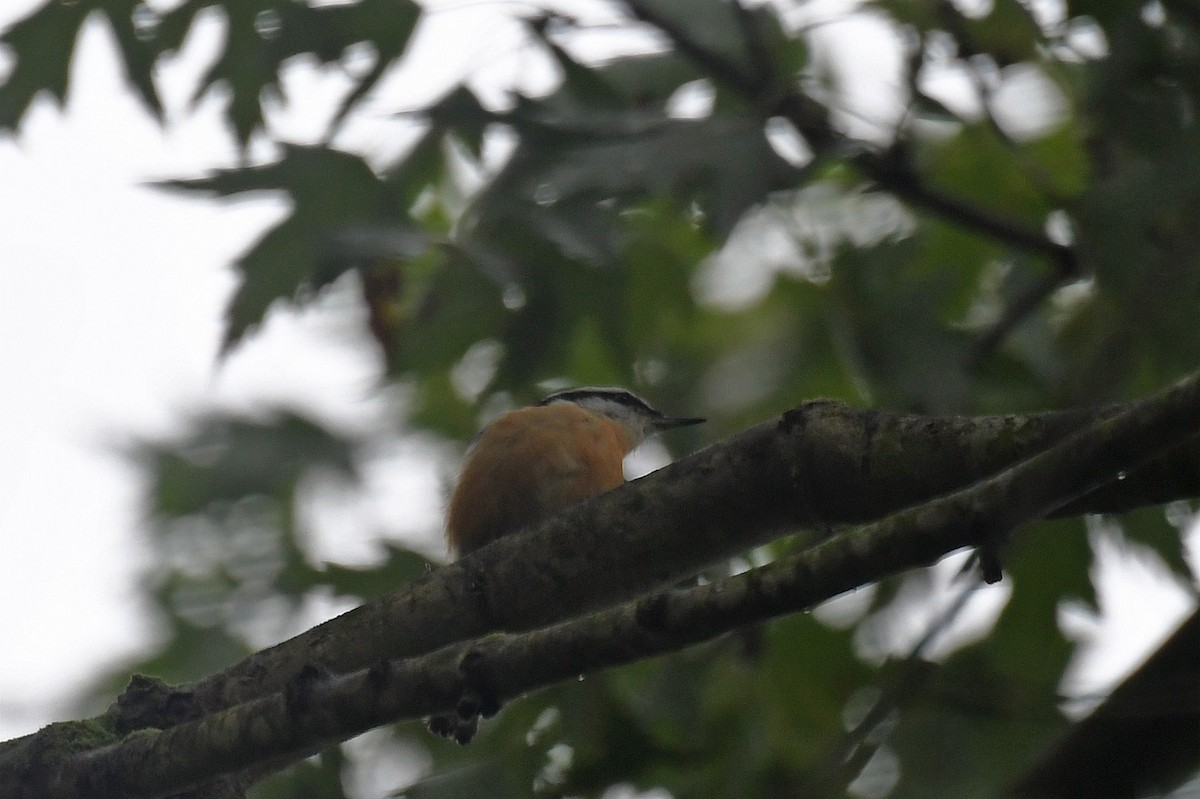 Red-breasted Nuthatch - ML156900111