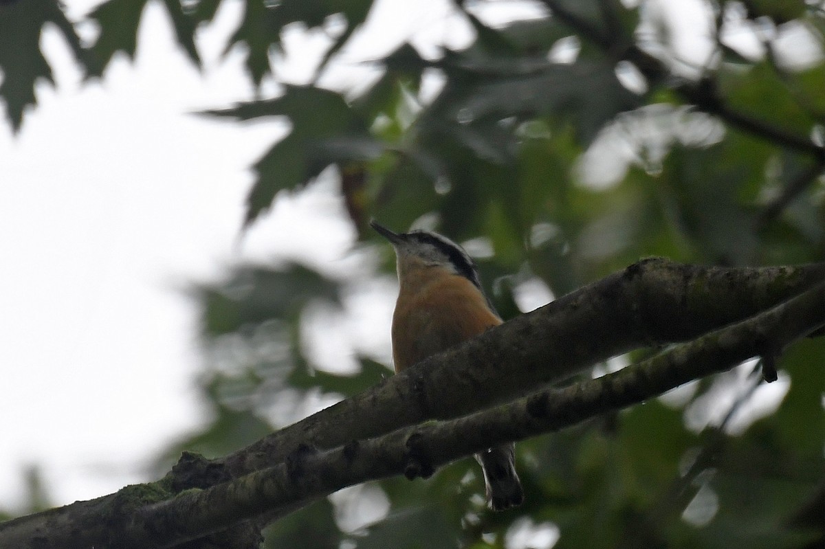 Red-breasted Nuthatch - ML156900121
