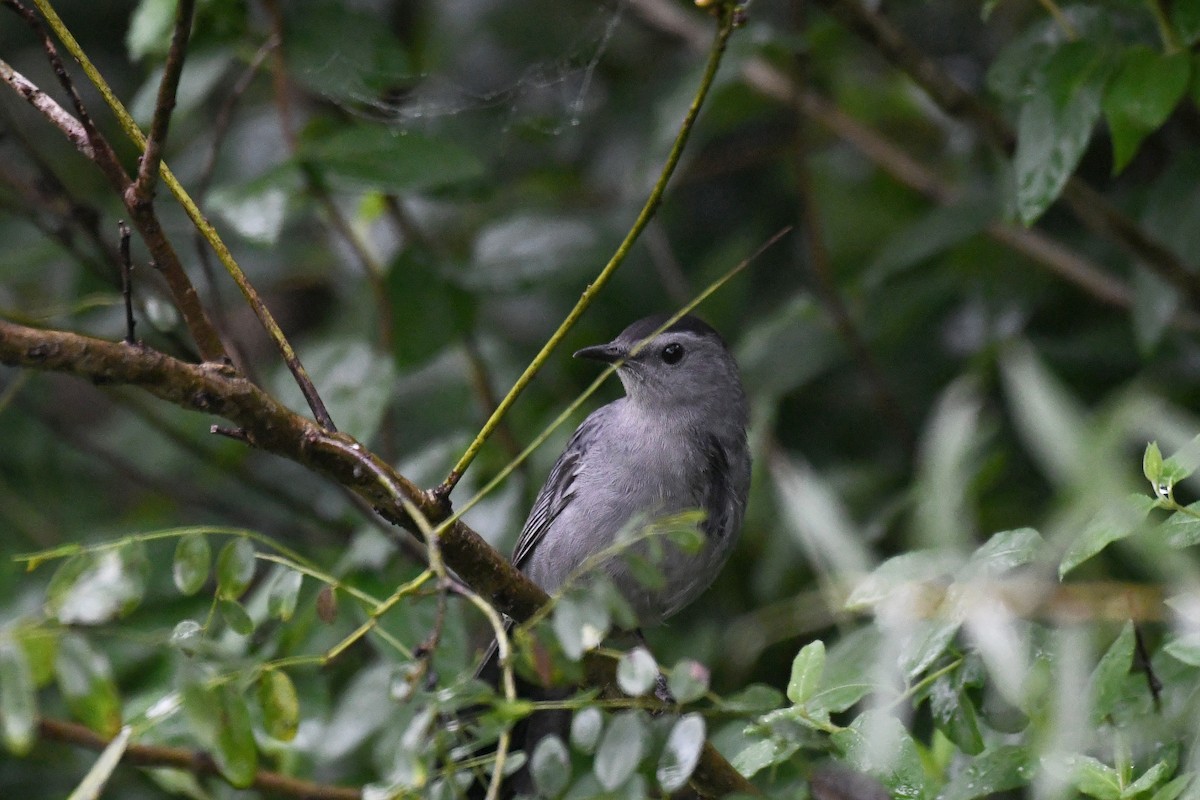 Gray Catbird - ML156900671