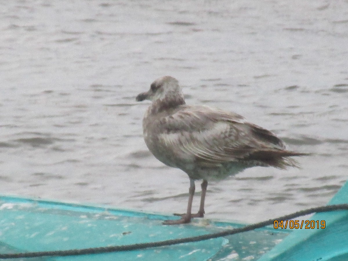 Herring Gull - ML156901761