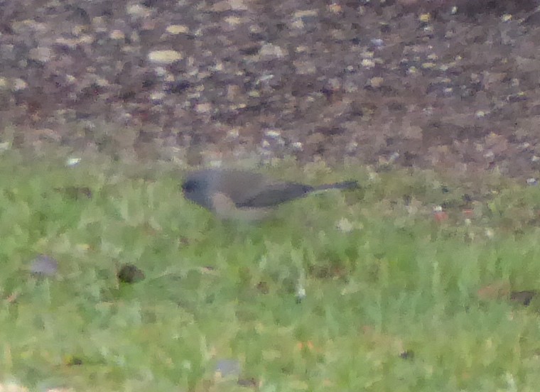 Junco Ojioscuro (cismontanus) - ML156902031