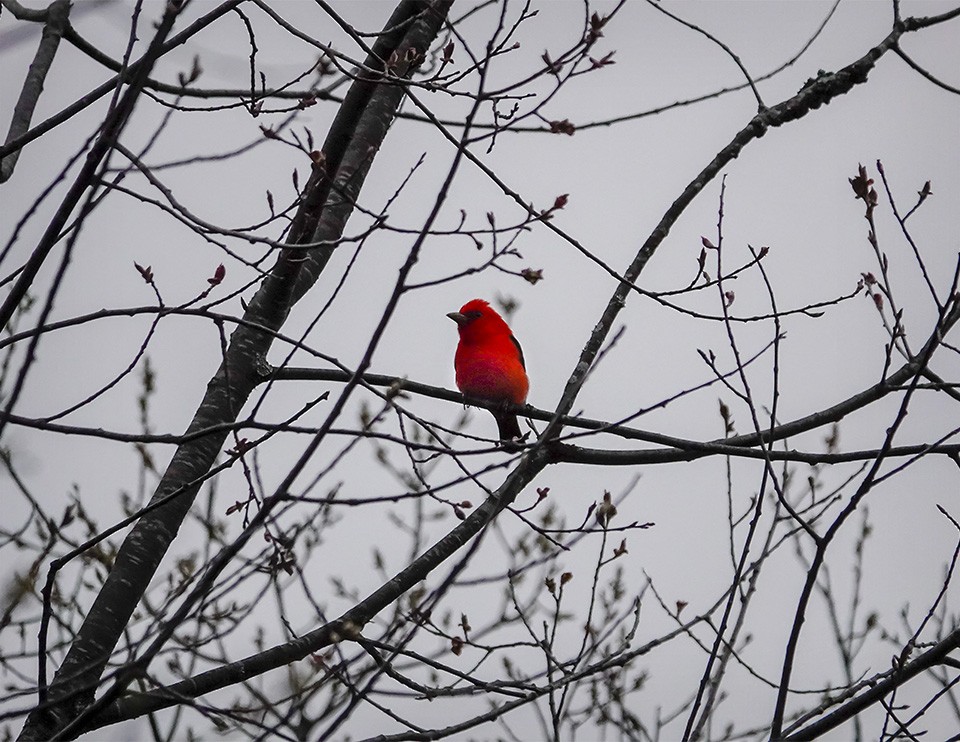 Scarlet Tanager - ML156902601