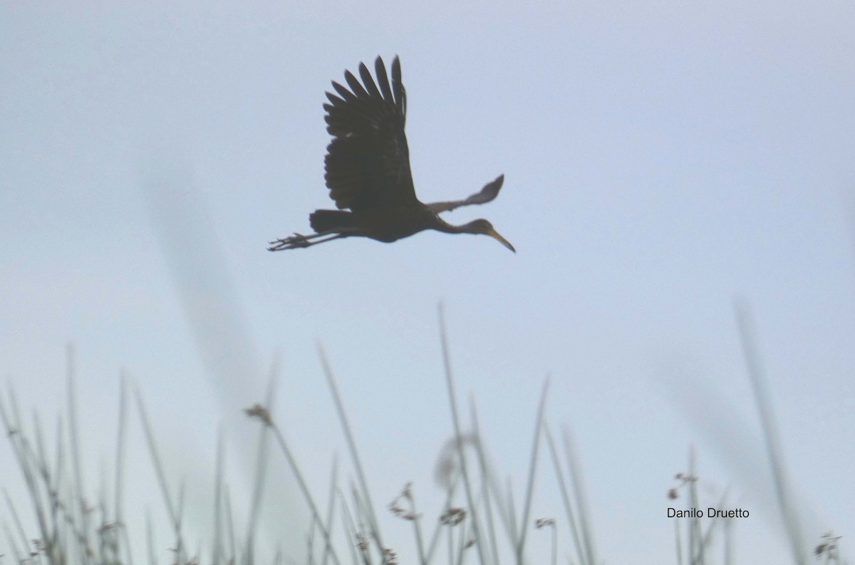 Limpkin - ML156903421