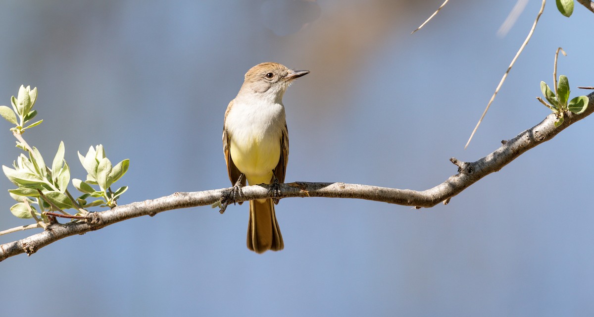 Ash-throated Flycatcher - ML156904871