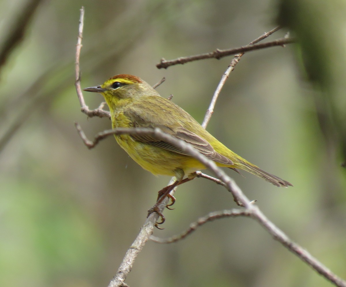 Palmenwaldsänger - ML156905401