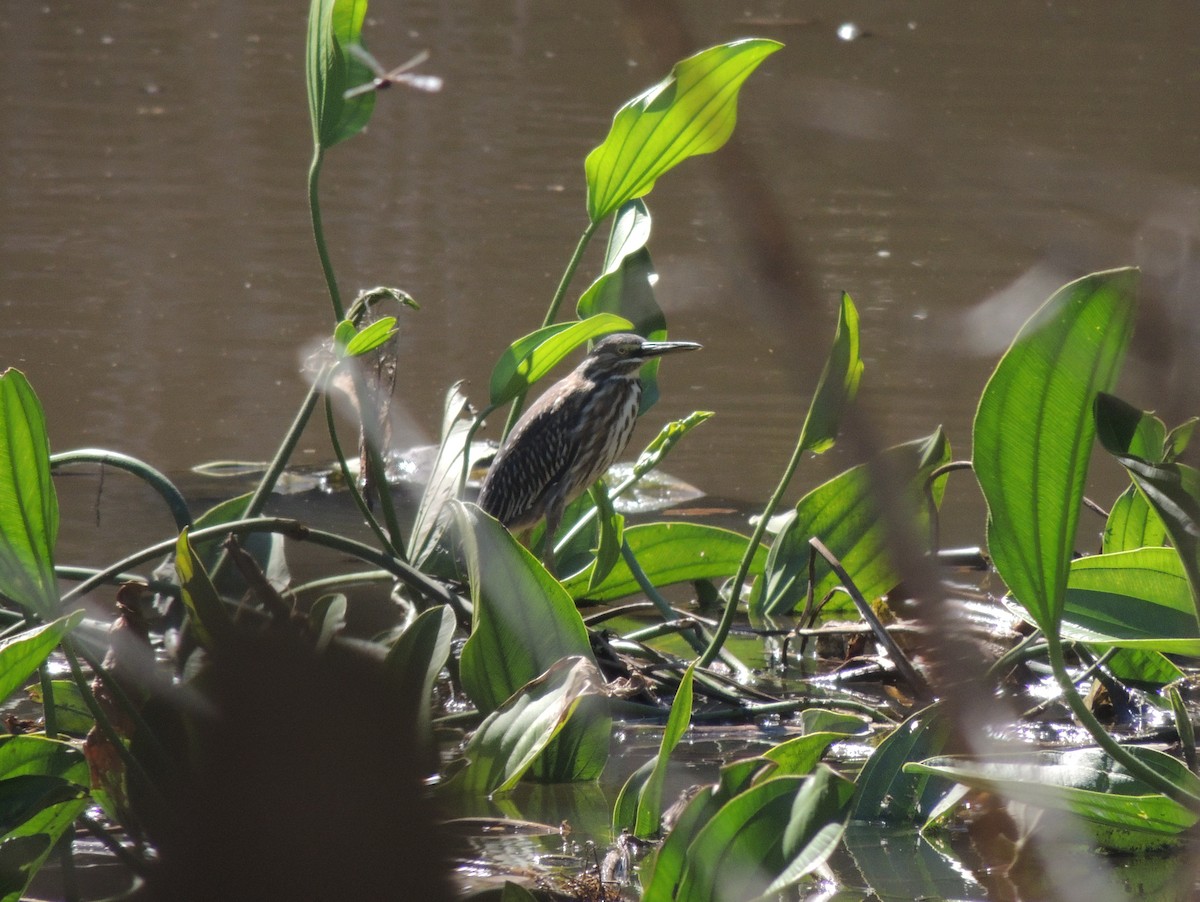 Striated Heron - ML156905441