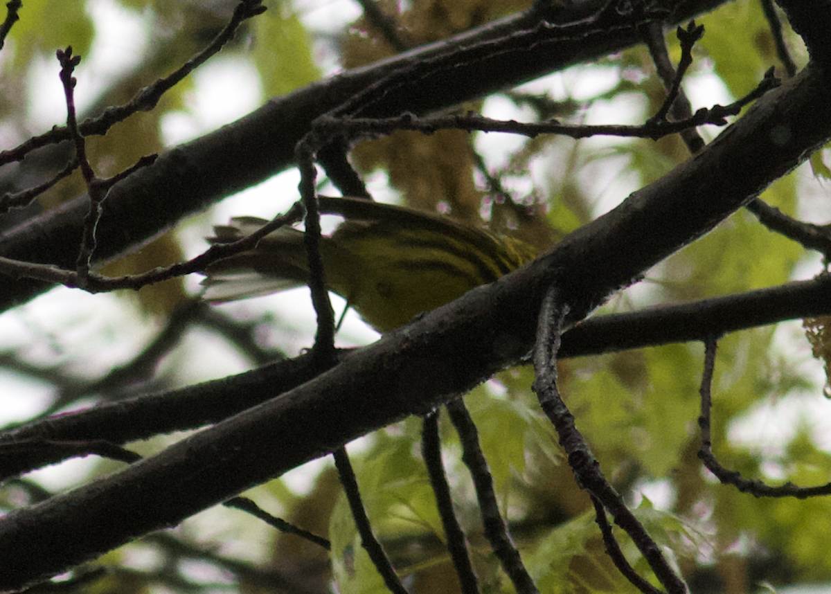 Prairie Warbler - ML156905691