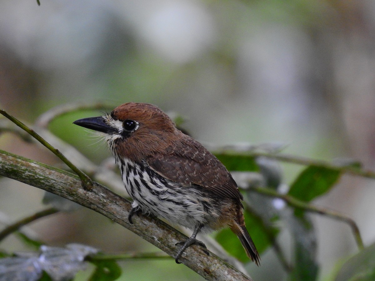 Streifenfaulvogel - ML156906001